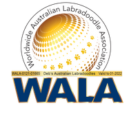 Deb&#039;s Australian Labradoodles WALA